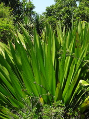 Furcraea selloana