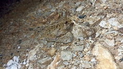 Fejervarya iskandari