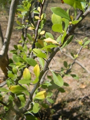 Fouquieria macdougalii