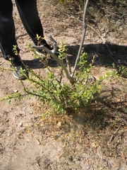 Fouquieria macdougalii