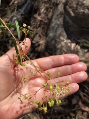 Astrotricha longifolia
