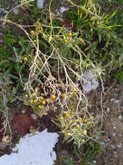 Solanum elaeagnifolium