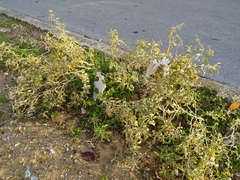 Solanum elaeagnifolium