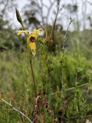 Diuris brevifolia