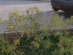 Solanum elaeagnifolium