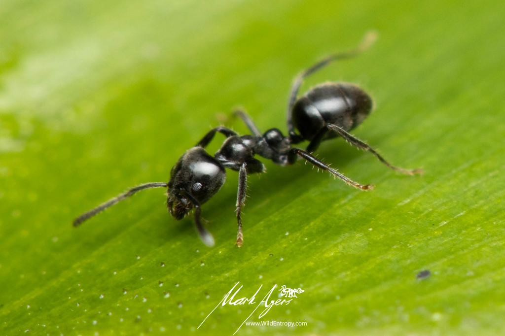 Anonychomyrma