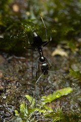 Leptomyrmex burwelli