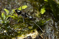 Leptomyrmex burwelli