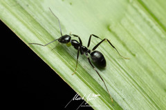 Leptomyrmex burwelli