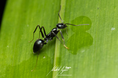 Leptomyrmex burwelli