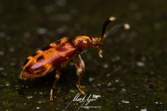 Lemodes coccinea