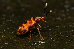 Lemodes coccinea