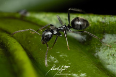 Teratomyrmex greavesi