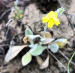 Goodenia robusta