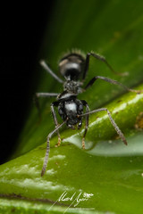 Teratomyrmex greavesi