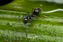 Teratomyrmex greavesi