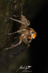 Prostheclina pallida