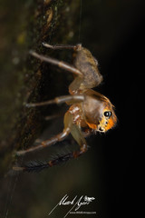 Prostheclina pallida