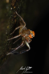 Prostheclina pallida