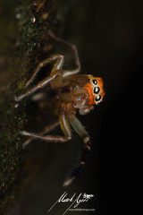 Prostheclina pallida