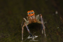 Prostheclina pallida