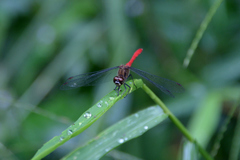 Sympetrum eroticum