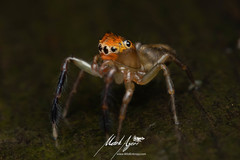 Prostheclina pallida