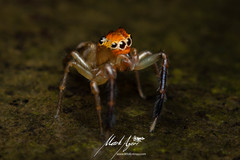 Prostheclina pallida