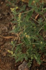 Axyris amaranthoides