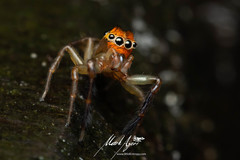 Prostheclina pallida