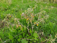 Solanum elaeagnifolium