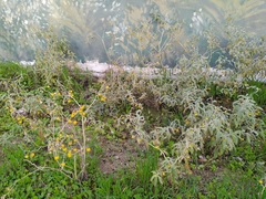 Solanum elaeagnifolium