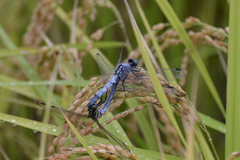 Orthetrum albistylum speciosum