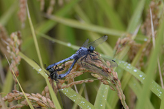 Orthetrum albistylum speciosum