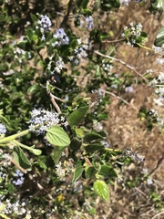 Ceanothus oliganthus