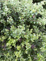 Metrosideros perforata