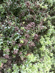 Metrosideros perforata