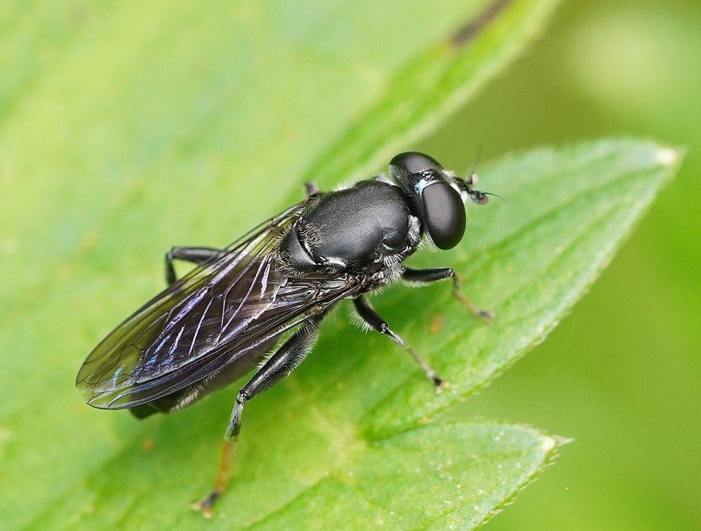 Xylota flavitarsis