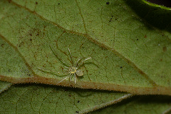 Theridion grallator