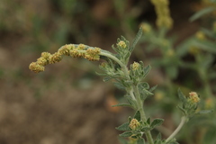 Axyris amaranthoides