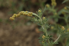 Axyris amaranthoides