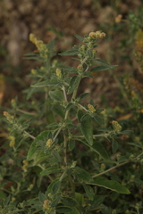 Axyris amaranthoides