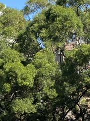 Acacia confusa