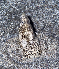 Callechelys marmorata