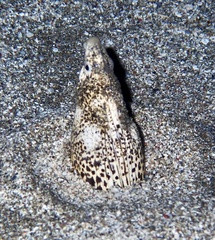 Callechelys marmorata