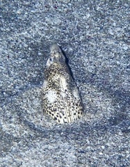 Callechelys marmorata