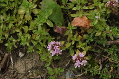 Thymus proximus