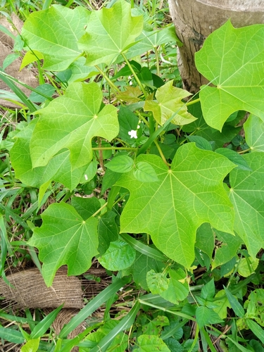 Barbados Nut