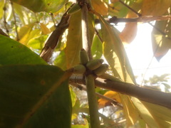 Ixoroideae