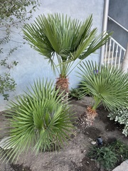 Chamaerops